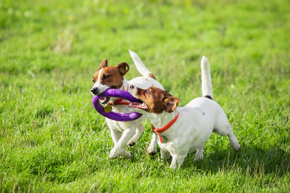 Interactive Toys for Dogs & Cats