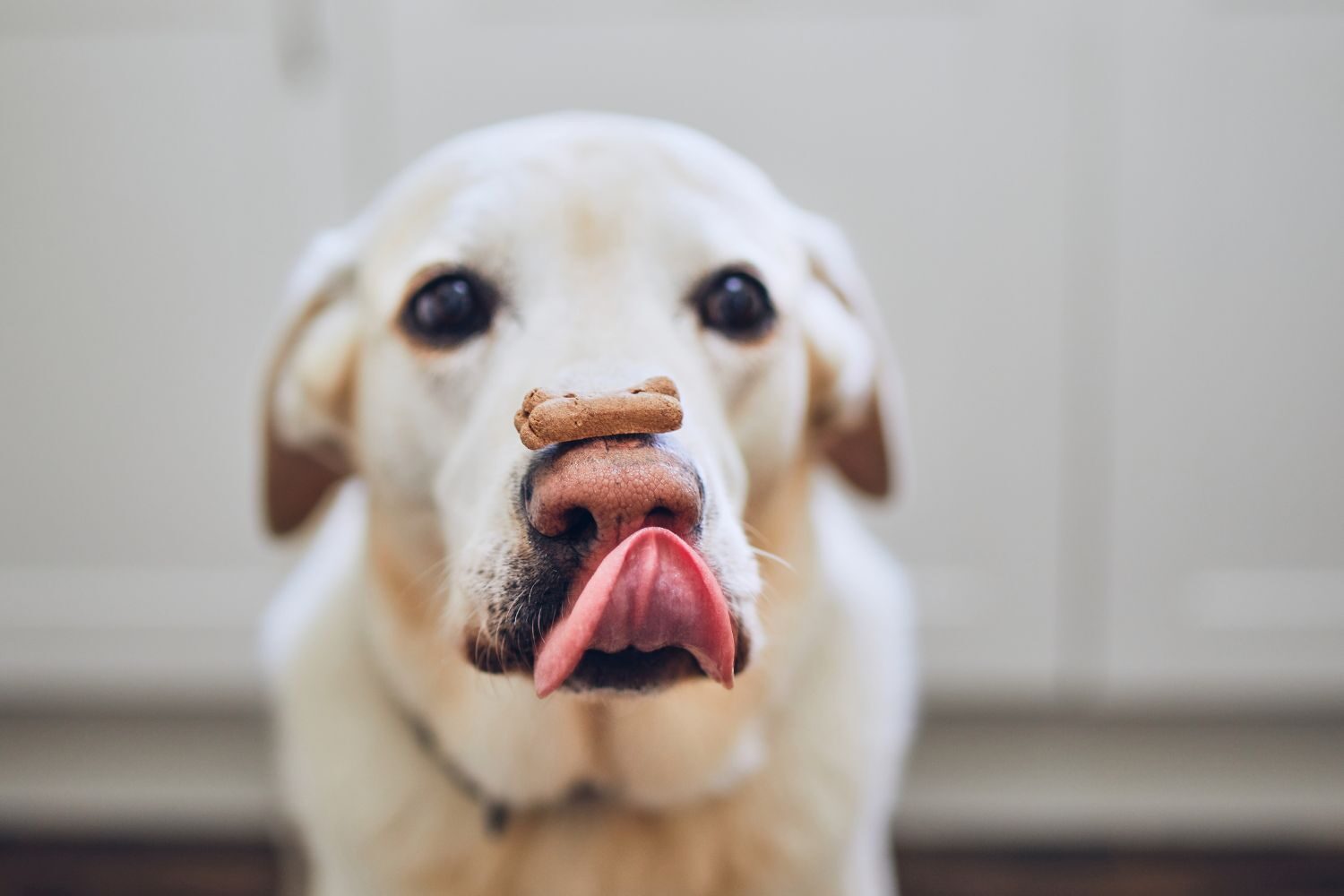 Smart Treat Dispenser