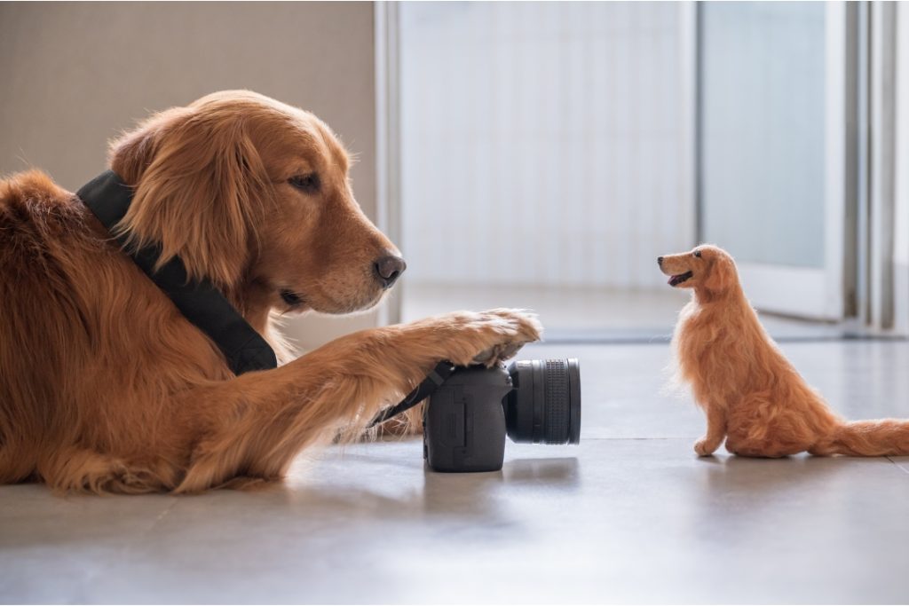 Activity monitor for pets