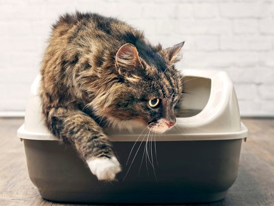 Cat Litter Products