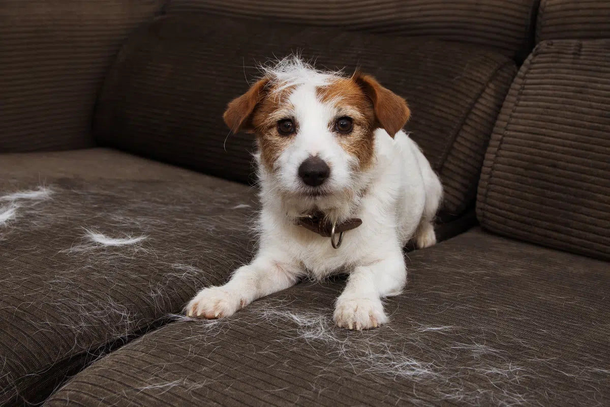Fur & Lint Removal Essentials