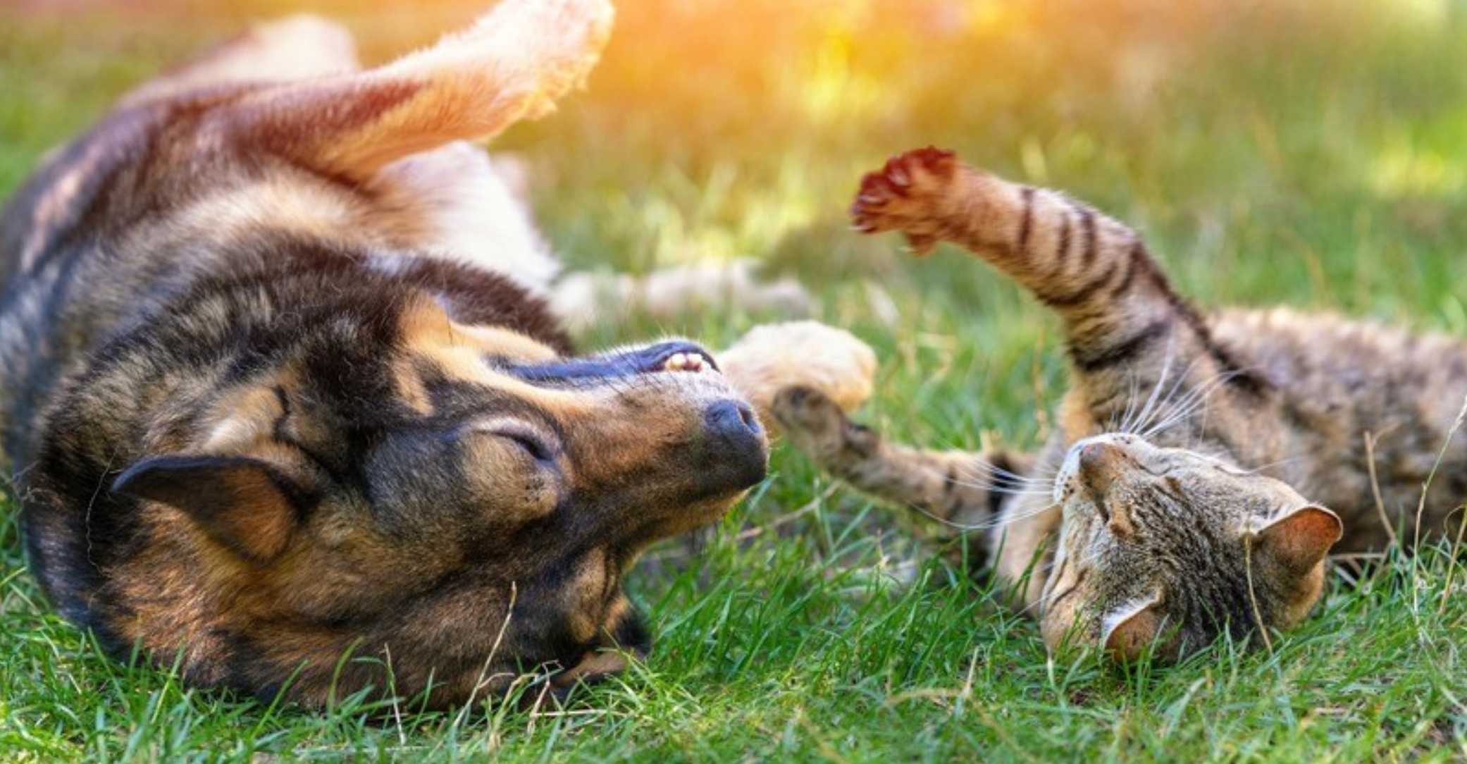 Natural Lice, Flea & Tick Prevention for Pets