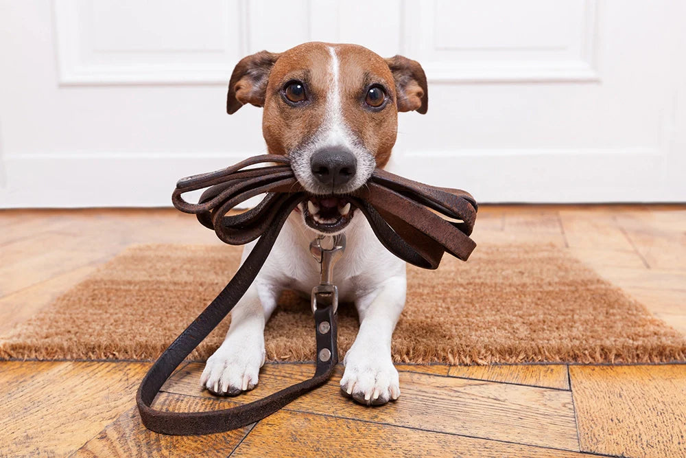 Eco-Friendly Pet Collars & Leashes