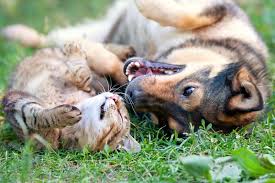 Pet Anxiety & Wellness Products