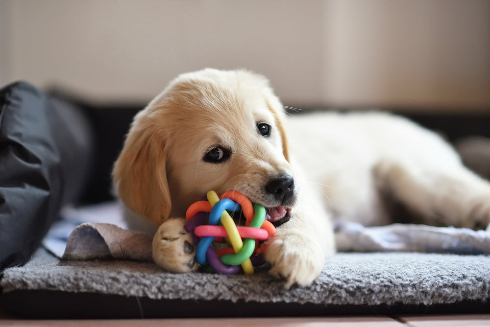 Recycled material chew toys
