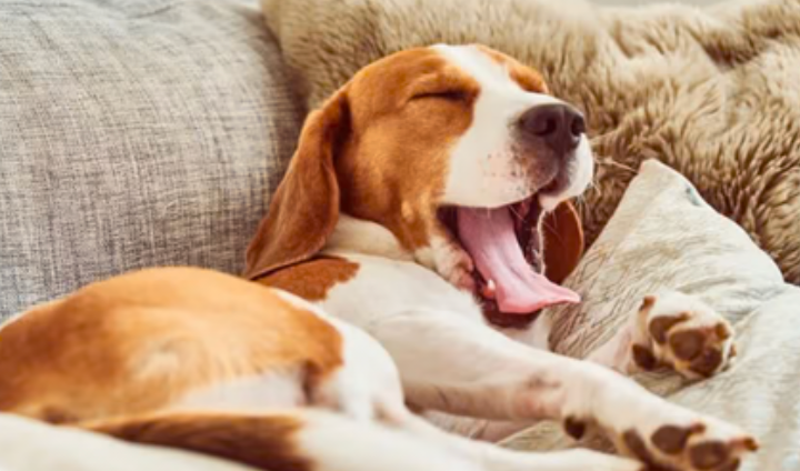 Pheromone Calm Diffusers