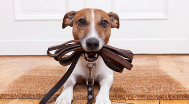Eco-Friendly Pet Collars & Leashes