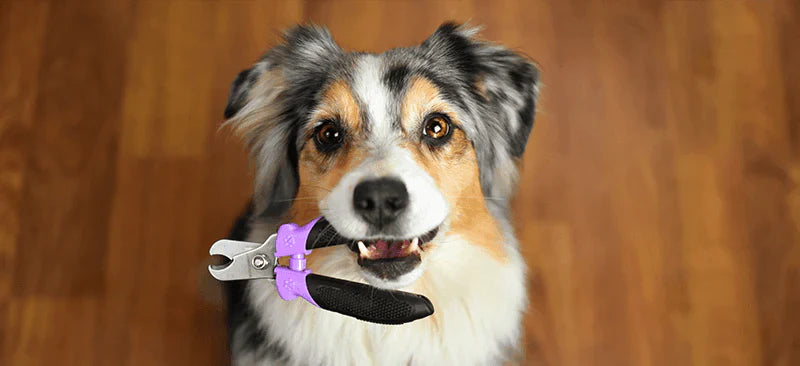 Professional Pet Nail Trimmer & Paw Care