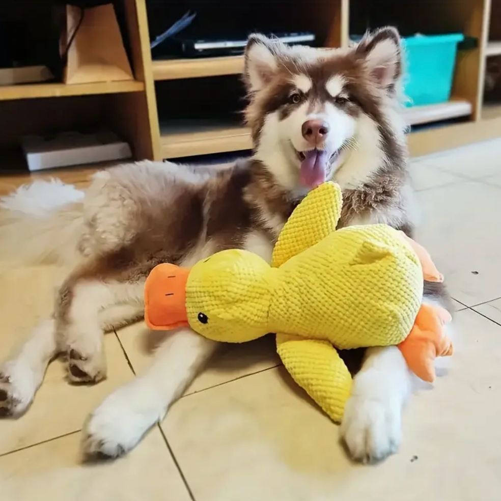 Large Dog Chew Toy With Interactive Squeaker