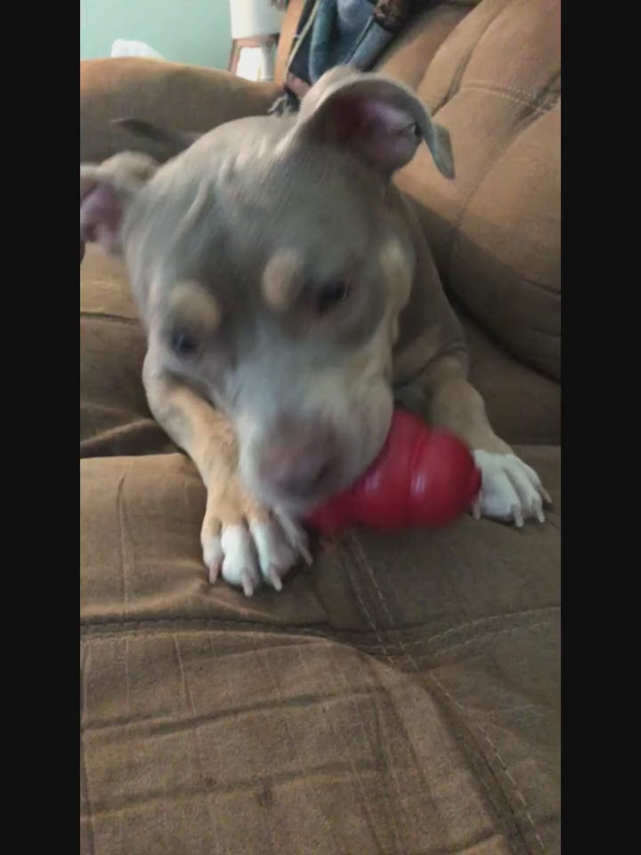 Durable Chew-Proof Dog Toy – Treat-Dispensing Bouncing Rubber Ball for Small to Medium Breeds