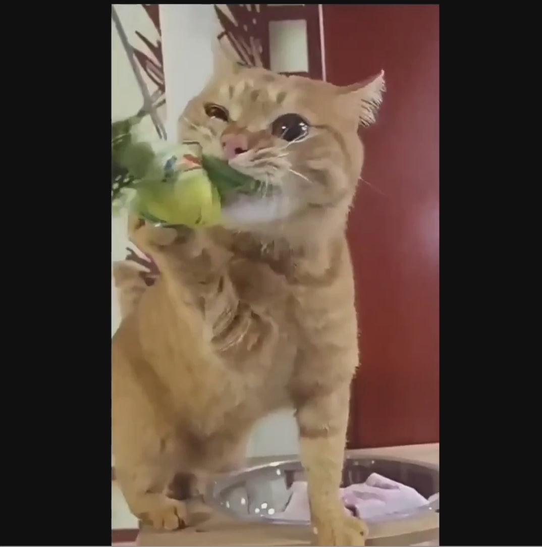 Interactive Simulated Bird Cat Toy (1pc)