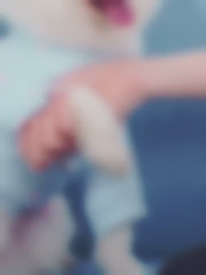 4pcs Heat-Resistant & Protective Dog Shoes for Small Dogs – Paw Safety on Hot Pavement, Rough Roads & Outdoor Adventures (XS-3XL)