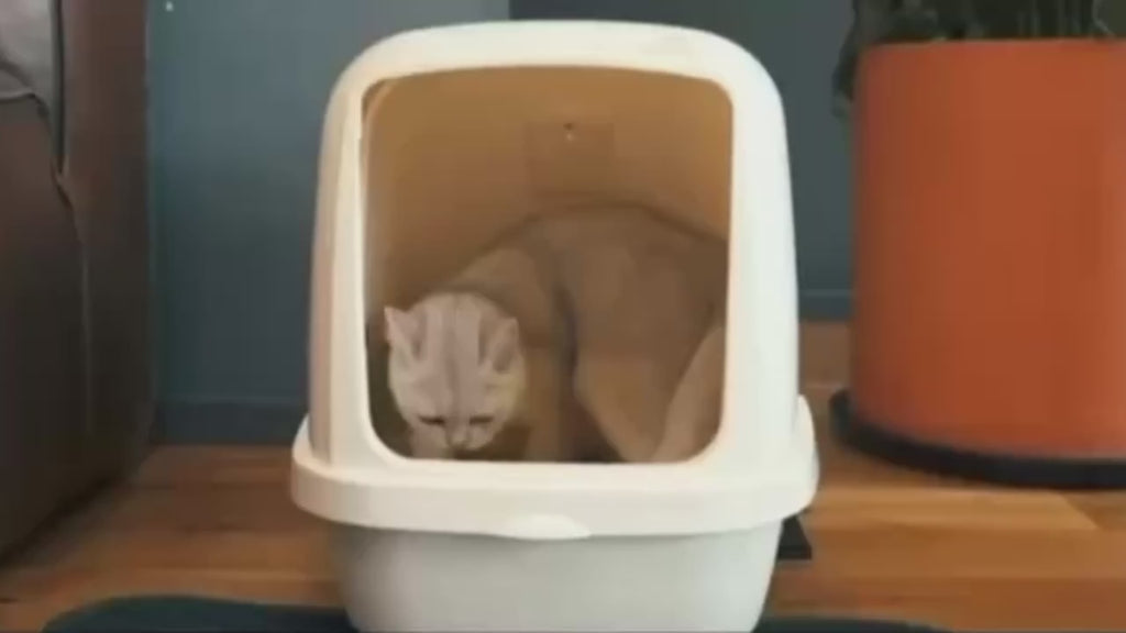 Honeycomb Double-Layer Cat Litter Mat – Waterproof, Odor-Control & Washable