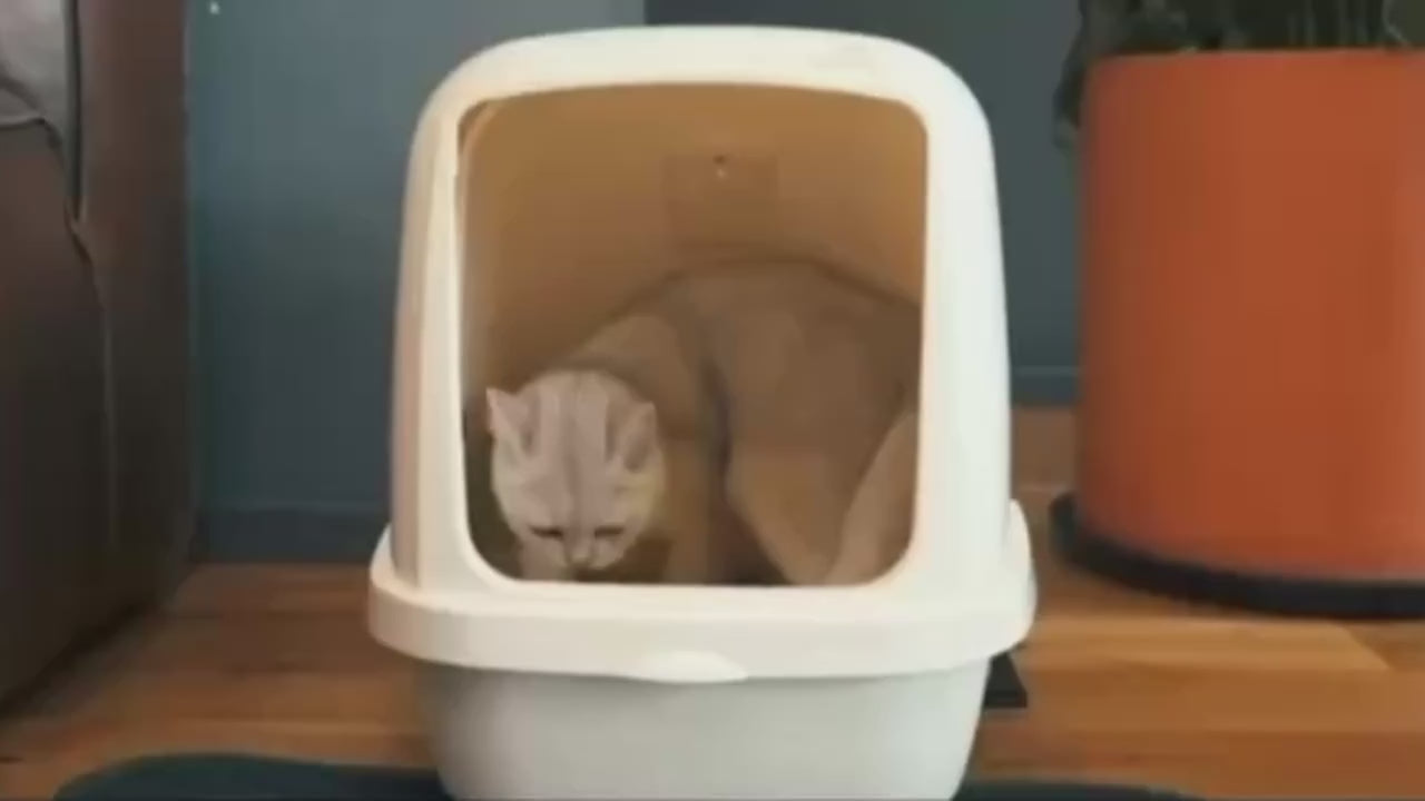 Honeycomb Double-Layer Cat Litter Mat – Waterproof, Odor-Control & Washable